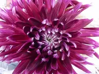 CIMG0007.webp