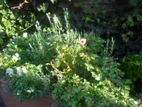 SAM_2049.webp