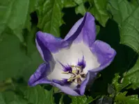 020.webp