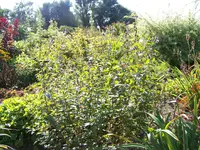 015.webp