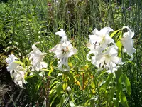 013.webp