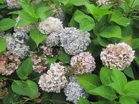 116.webp