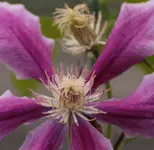 Clematis 130820.webp