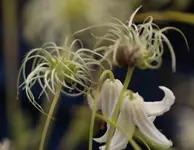Samenstand Staudenclematis.webp