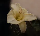 White Temptation 130820.webp
