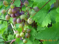 august13 016.webp