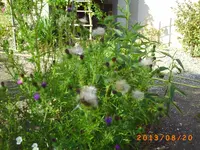 august17 002.webp