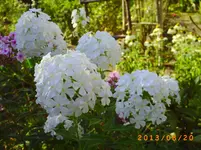 august17 004.webp