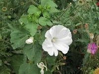 132.webp