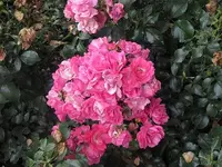 068.webp