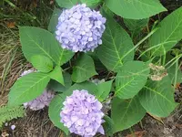126.webp