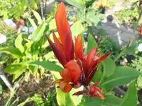 DSCN0924.webp