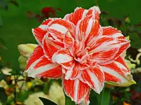 erste Blüte Amaryllis Dancing Queen_1024.webp
