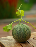 erste Ernte der Ananas_Melone_600.webp