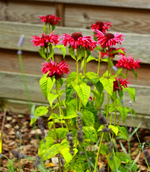 pinke Indianernessel_Fireball_600.webp