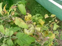 SAM_1534.webp