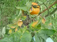 SAM_1538.webp