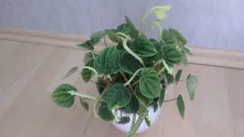 IMAG0043.webp