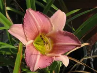 tail yellow spider x yellow star_1024x768.webp
