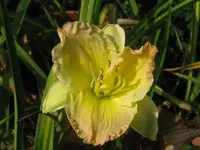 honey jubilee3_1024x768.webp