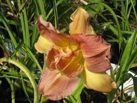 longfields twins6_1024x768.webp