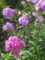 009_576x768.webp