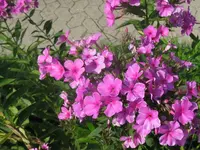 014_1024x768.webp
