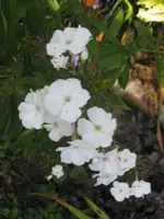 015_576x768.webp
