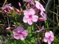 017_1024x768.webp