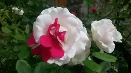 Rose.webp