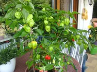 BILD0007.webp