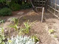 Lilienbeet 21.08.2013.webp