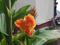 C.Roma-Italia- Fl. Vaughan.webp