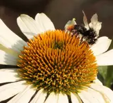 Biene auf Echi.webp