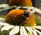 Hummel auf Echi.webp