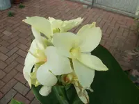 006.webp