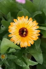 Ringelblume 19.08.13.webp