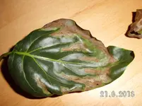 garten 2013 034.webp