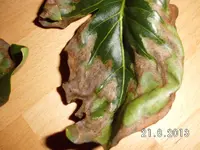 garten 2013 035.webp