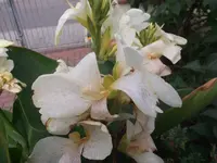 005.webp