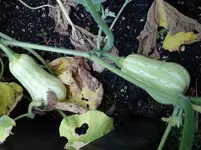 Butternut1.webp