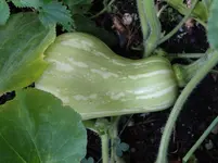 Butternut2.webp