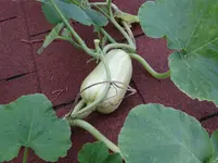 Butternut3.webp