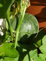 Melone1.webp