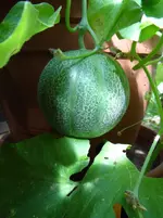 Melone2.webp