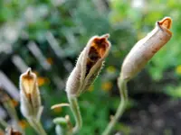 Ackerrittersporn_1762.webp