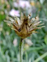 Kornblume_0058.webp
