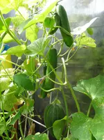 Melone3 + Gurken.webp