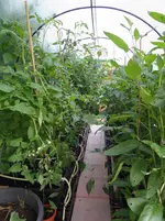 Tomatendschungel.webp
