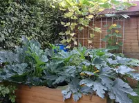 Zucchinis.webp